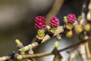 Fiore Larch fiore Larch larice