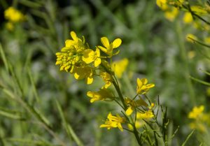 Fiore Mustard Fiore Mustard Senape