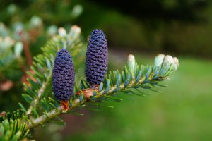 Fiore Pine Pino Fiore Pine Pino
