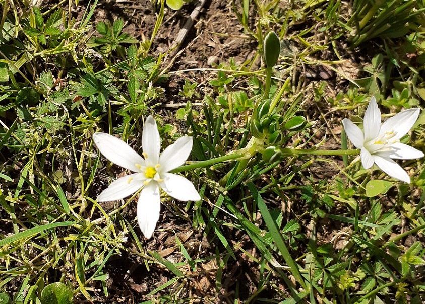 star o bethlehem
